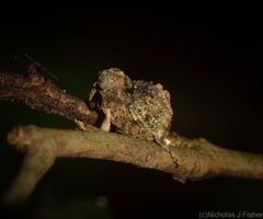 Tychreus sellatus