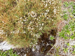 Dracophyllum recurvum