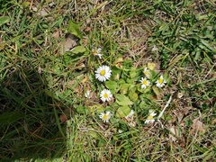 Bellis perennis