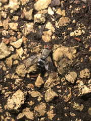 Microphthalma disjuncta