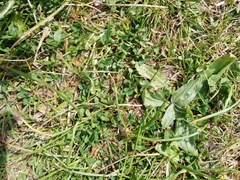 Plantago lanceolata