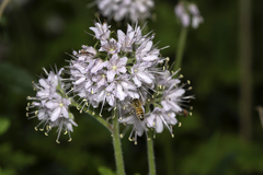 Hydrophyllum brownei