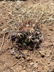 Coryphantha robustispina uncinata