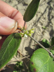 Cynanchum natalitium