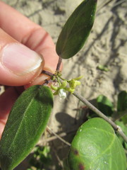 Cynanchum natalitium