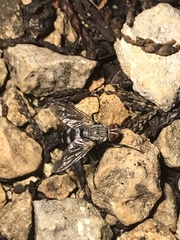 Microphthalma disjuncta