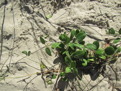 Cynanchum natalitium