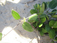 Cynanchum natalitium