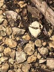 Microphthalma disjuncta