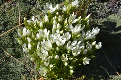 Gentianella divisa