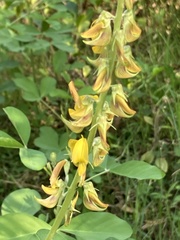 Crotalaria