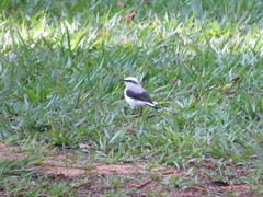 Fluvicola nengeta