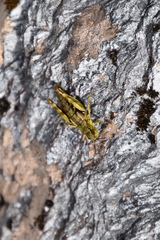 Sigaus australis