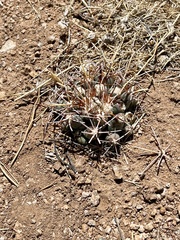Coryphantha robustispina uncinata