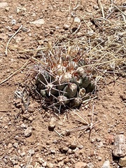 Coryphantha robustispina uncinata