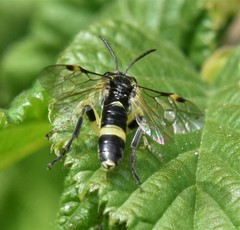 Tenthredo distinguenda