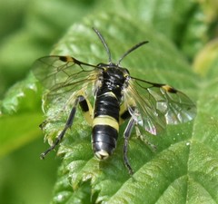 Tenthredo distinguenda