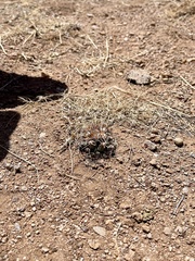 Coryphantha robustispina uncinata