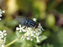 Compsomyiops callipes