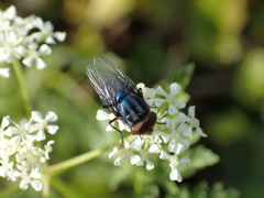 Compsomyiops callipes