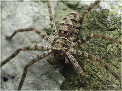 Heteropoda simplex