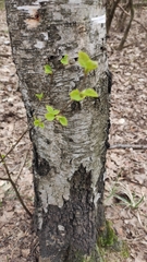 Betula pendula