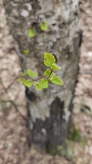 Betula pendula
