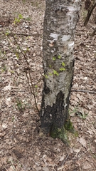 Betula pendula