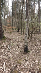 Betula pendula