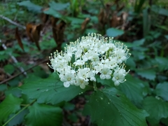 Viburnum scabrellum
