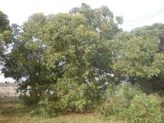 Eucalyptus cornuta