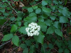 Viburnum scabrellum