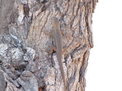 Sceloporus edbelli