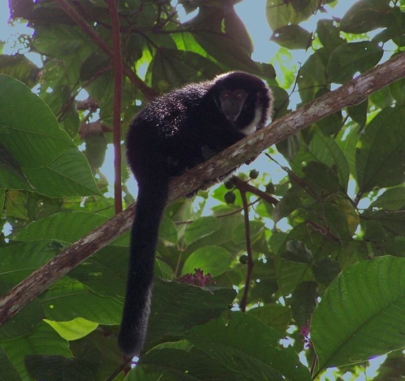 Widow Monkey