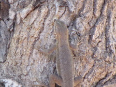Sceloporus edbelli