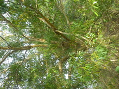 Eucalyptus cornuta