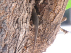 Sceloporus edbelli