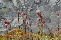 Acaena saccaticupula