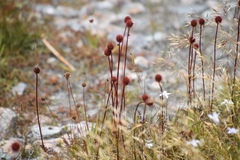 Acaena saccaticupula