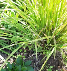 Chlorophytum saundersiae