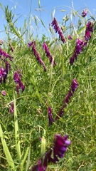 Vicia benghalensis