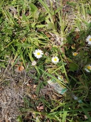 Bellis perennis