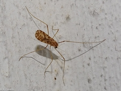 Ilisia maculata
