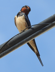 Hirundo rustica