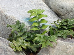 Cyrtomium caryotideum