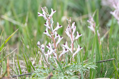 Corydalis schanginii