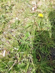 Plantago lanceolata
