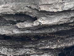Melanoplus ponderosus