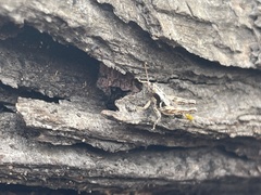 Melanoplus ponderosus