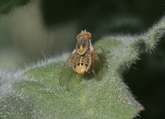 Terellia fuscicornis